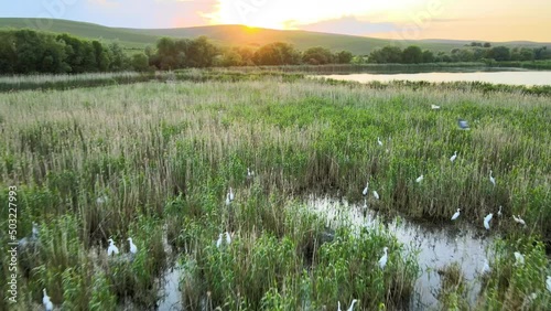 Flock of many egret white birds nesting in wetlands grass