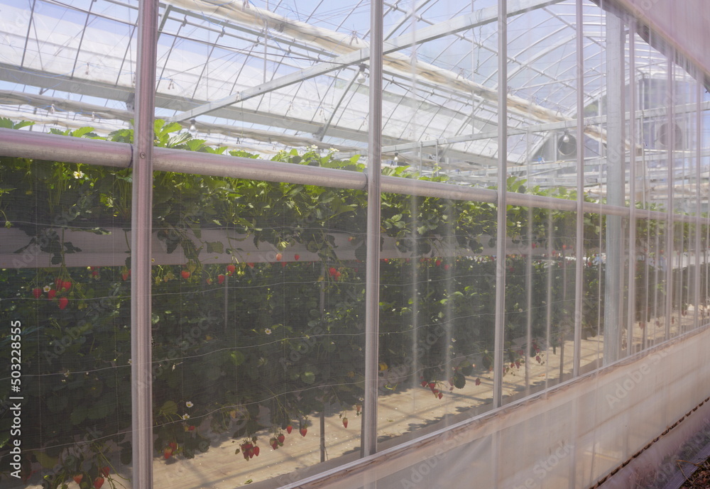 Obraz premium 日本の山梨県のイチゴ農家のビニールハウス