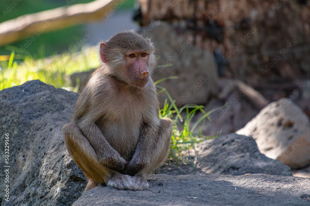 Young Hamadryas baboon sitting on a rock