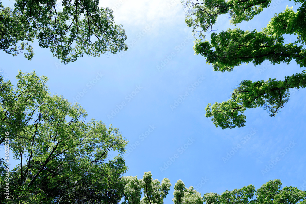 Fototapeta premium 青空