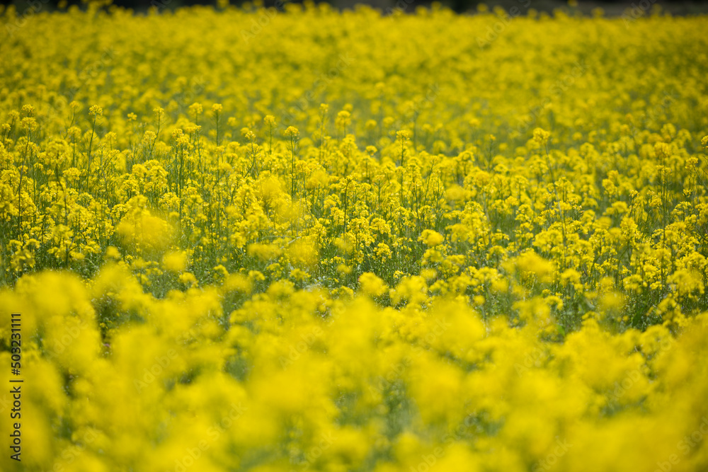 河川敷の菜の花畑 河川敷の菜の花畑