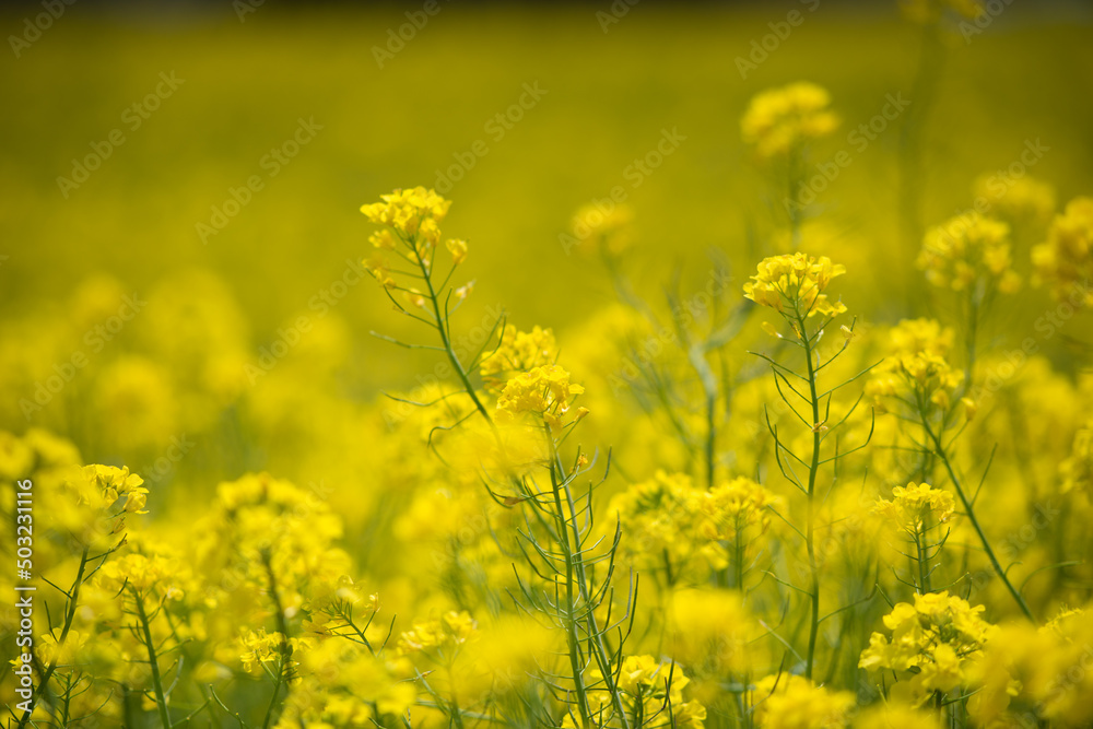 河川敷の菜の花畑