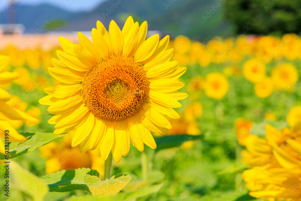 全面に広がる満開のひまわり「夏素材」