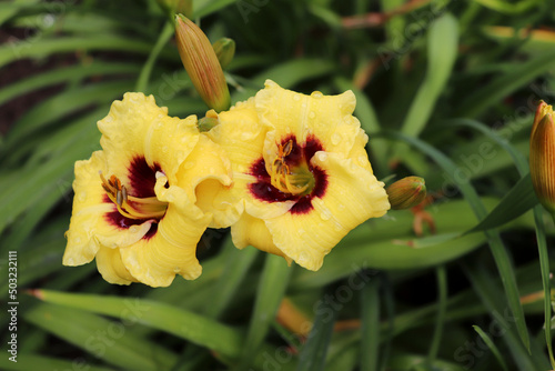 Little Bumble Bee. Luxury flower daylily in the garden close-up. The daylily is a flowering plant in the genus Hemerocallis. Edible flower.