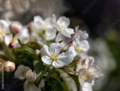 Closeup of blossom of Crab apple Malus brevipes 'Wedding Bouquet'