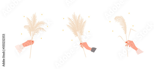 Dry pampas grass in female hands. Beige cortaderia in boho style. Vector dried flower isolated on white background. Trendy element design for invitations, postcards, home interior, social media.