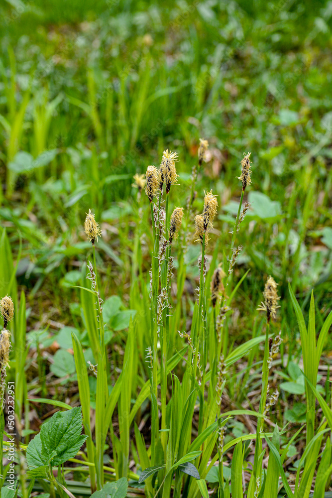 Flowering sedge (Carex) in spring Flowering sedge (Carex) in spring