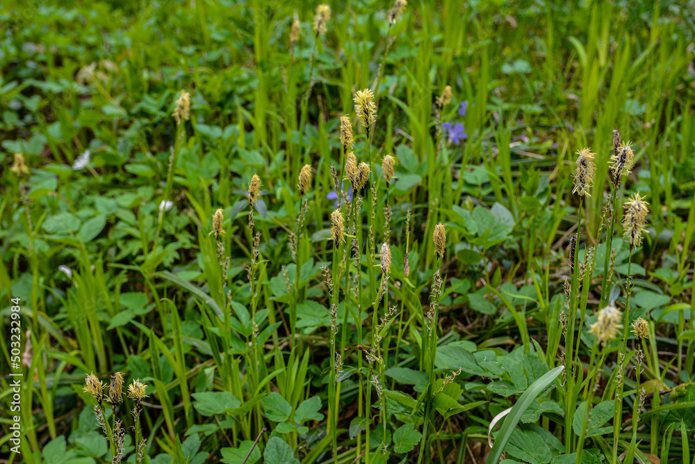 Flowering sedge (Carex) in spring Flowering sedge (Carex) in spring