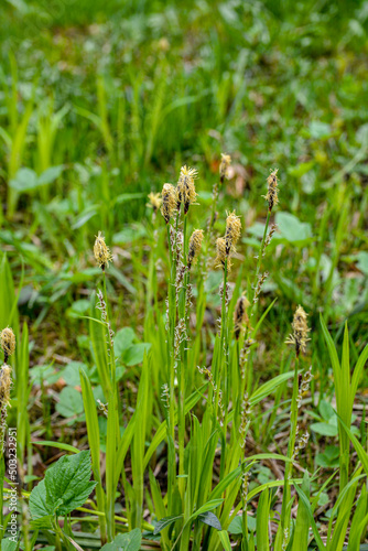 Flowering sedge (Carex) in spring