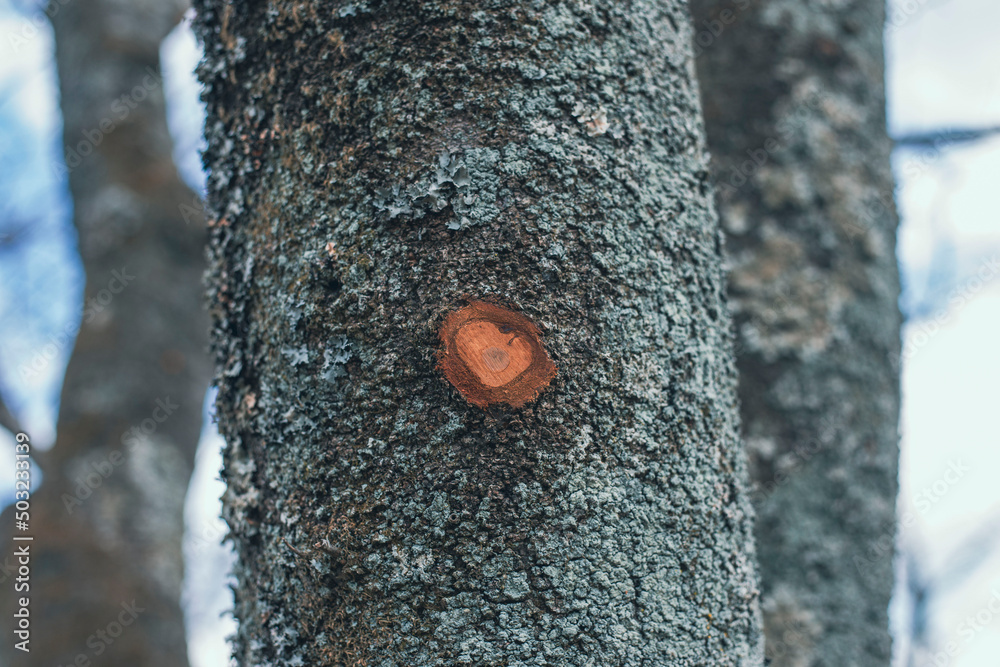 Fototapeta premium ハート