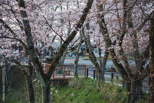 桜 © Shota