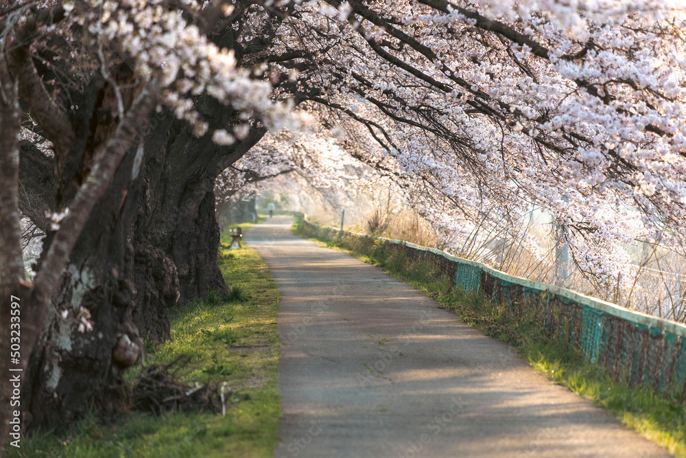 Fototapeta premium 桜回廊