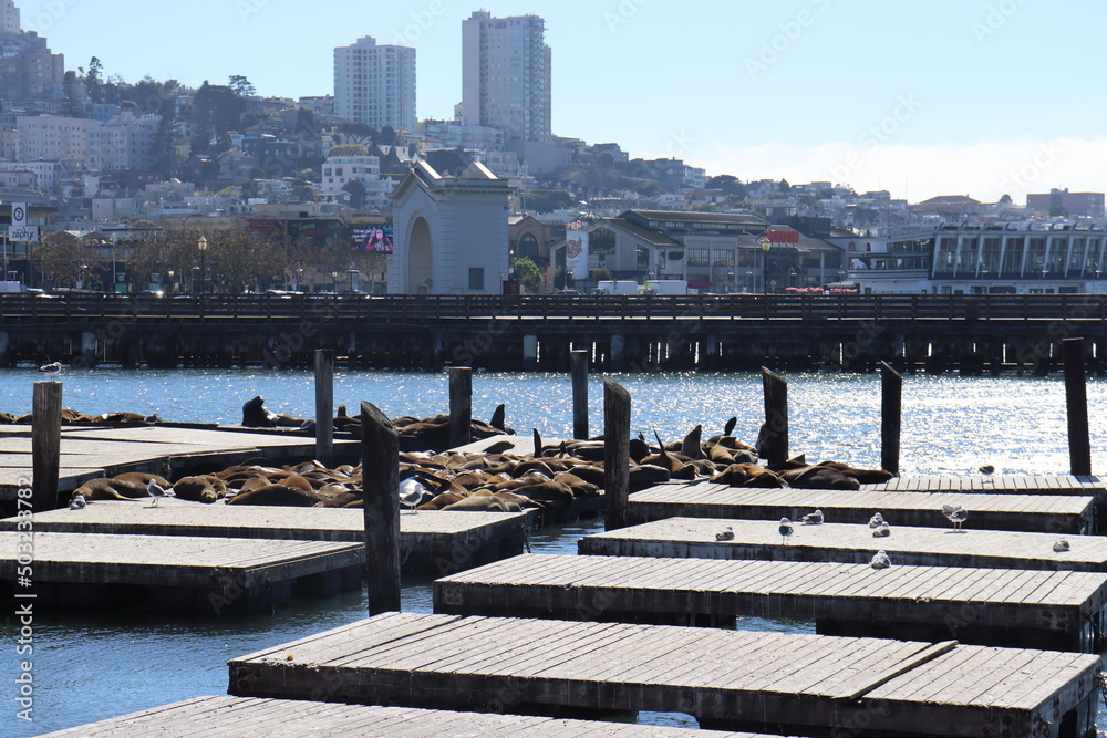 Fototapeta premium Pier 