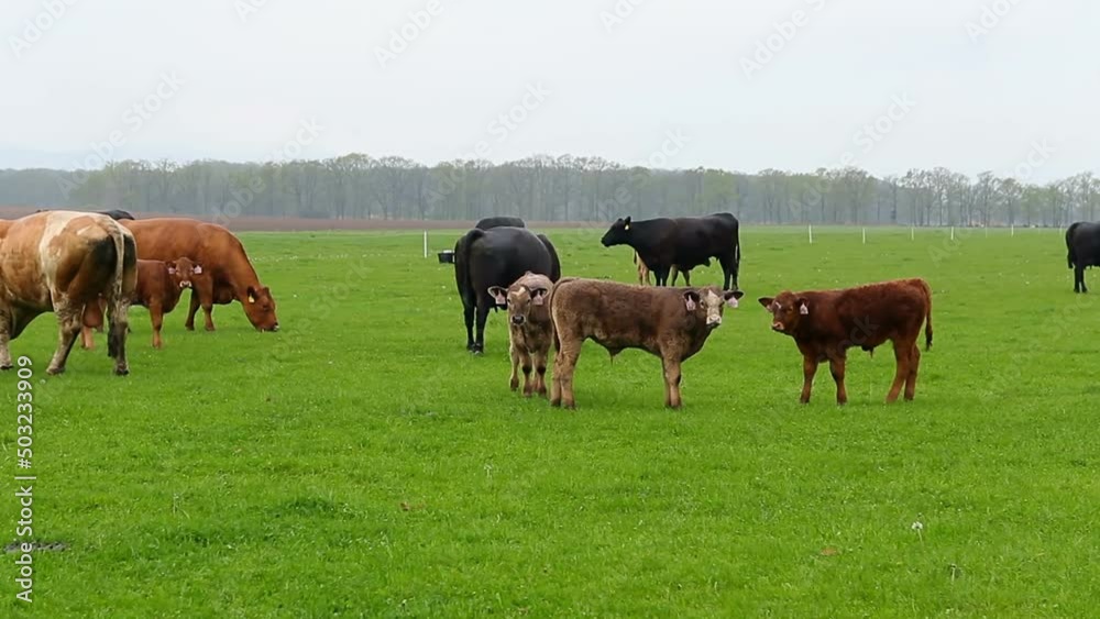 Portrait of young cow, cattle eating grass on pasture in rain weather Portrait of young cow, cattle eating grass on pasture in rain weather