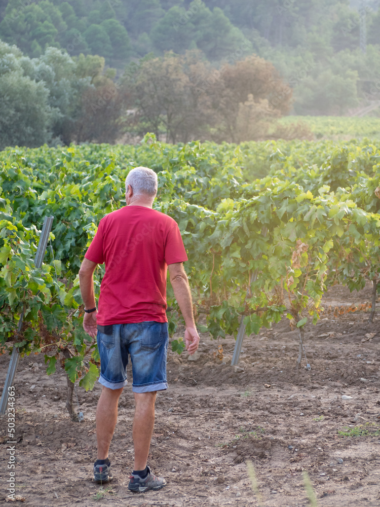 Fototapeta premium Senior farmer in a vine field wearing a red t-shirt and shorts looking at the vines
