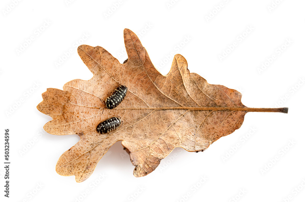 Fototapeta premium Armadillidium maculatum in studio