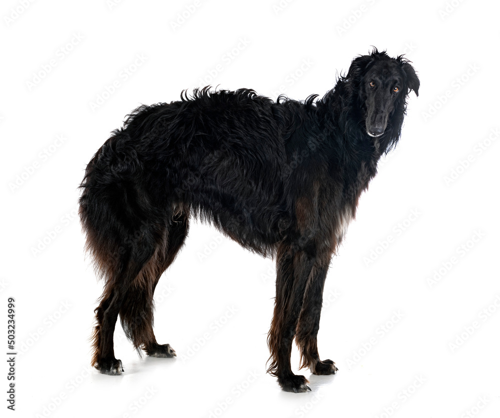 borzoi in studio borzoi in studio