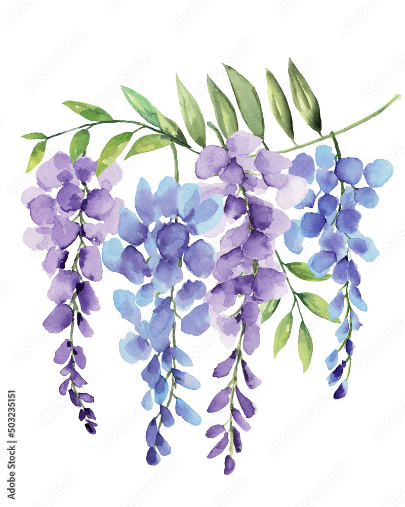 Wisteria of 4 Flower Bunch Watercolor Hand Painted on Isolated White