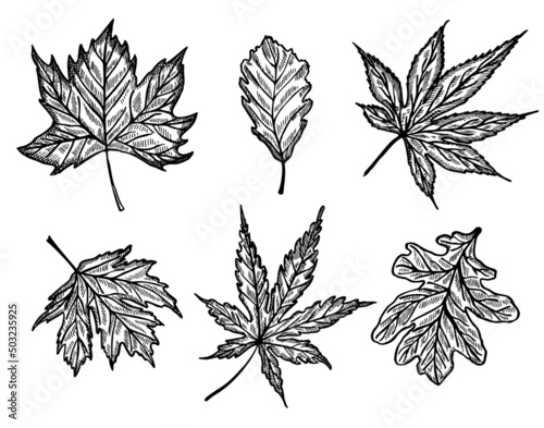 Set different leaves maple and oak engraved in isolated white background. Vintage botanical foliage in hand drawn style.