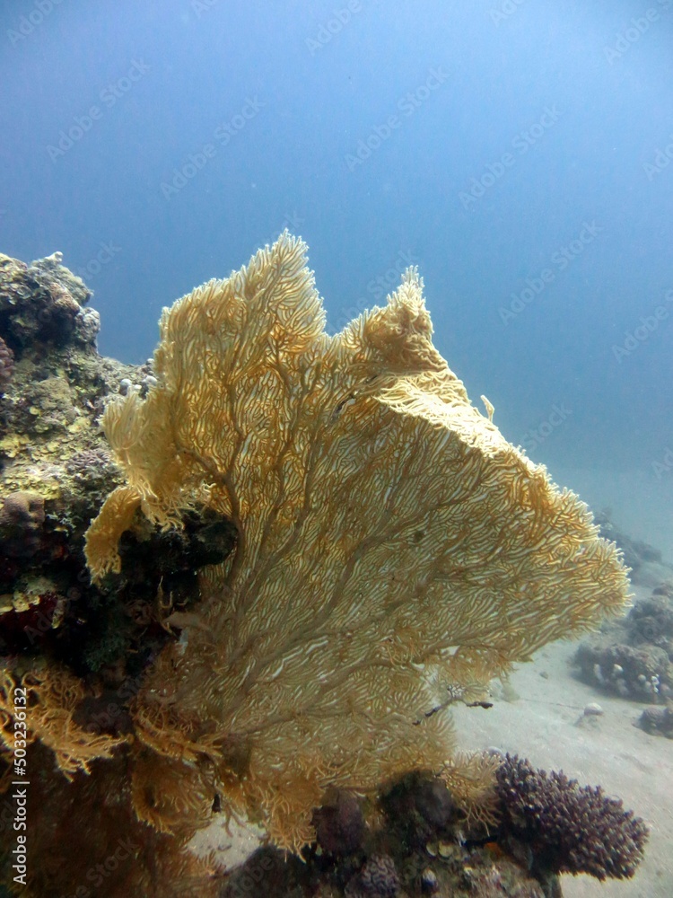 Obraz premium Sea fan soft coral of the red sea