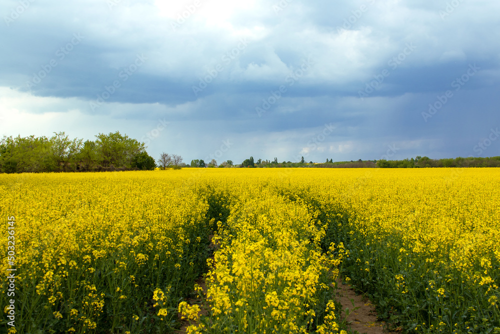 Obraz premium Beautiful field of canola, rapeseed or colza in yellow bloom against the cloudy blue sky on a spring day, perfect rural scene or agriculture background.