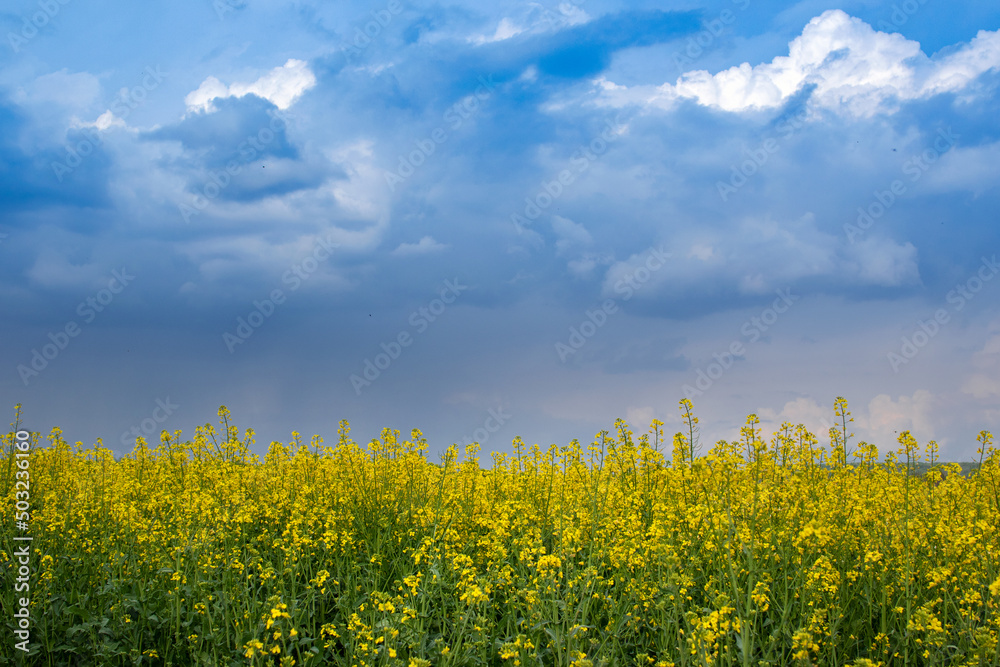 Beautiful field of canola, rapeseed or colza in yellow bloom against the cloudy blue sky on a spring day, perfect rural scene or agriculture background. Beautiful field of canola, rapeseed or colza in yellow bloom against the cloudy blue sky on a spring day, perfect rural scene or agriculture background.