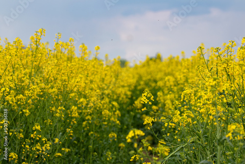 Beautiful field of canola, rapeseed or colza in yellow bloom against the cloudy blue sky on a spring day, perfect rural scene or agriculture background.