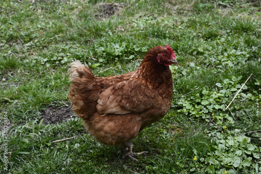 Fototapeta premium Close up of red chicken on a farm in nature.