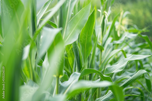 Row of young green corn plants. Corn - cereal grain  staple food.