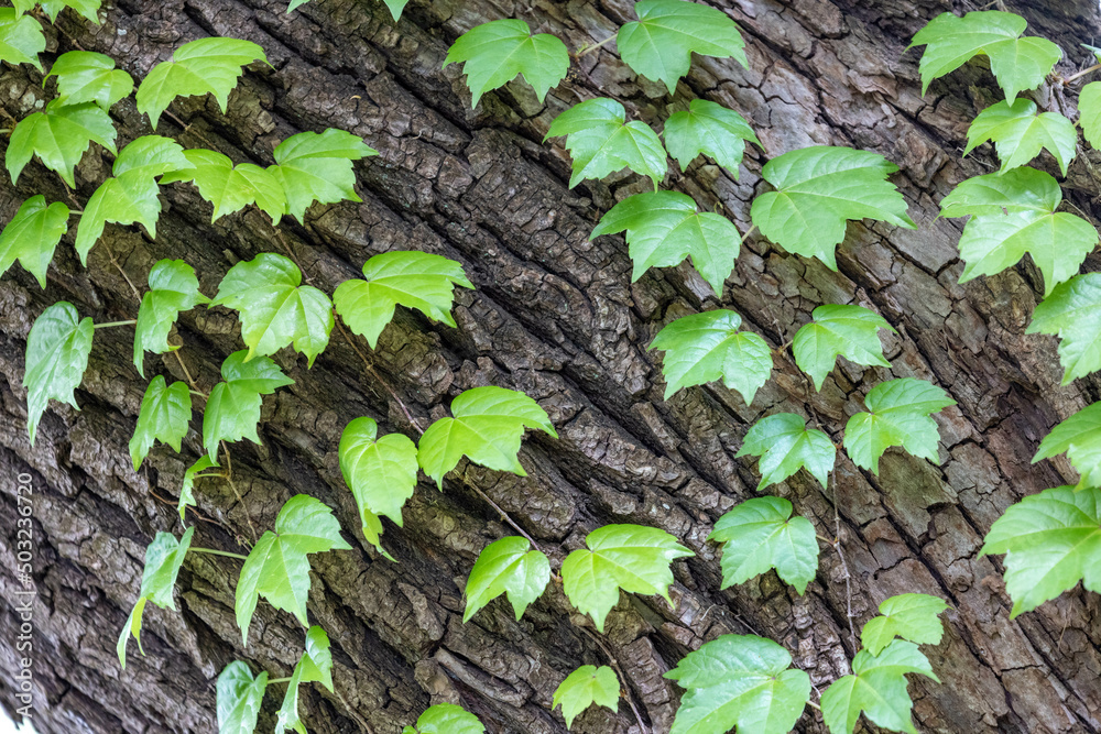 つる植物 つる植物