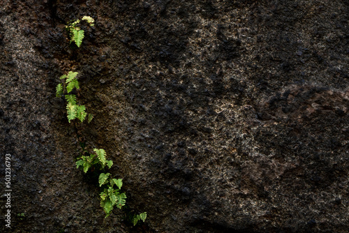 small fern growing in a crack of a dark stone. Concept of survival despite adversity, resilience and the benefit of endurance with copy-space. 