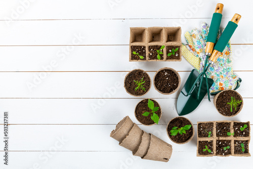 Potted flower seedlings growing in biodegradable peat moss pots on white wooden background. Zero waste, recycling, plastic free, gardening concept. Top view background.