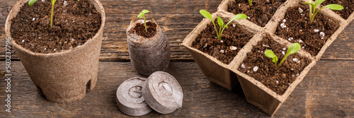 Potted flower seedlings growing in biodegradable peat moss pots. Wooden background with copy space. Zero waste, recycling, plastic free concept.