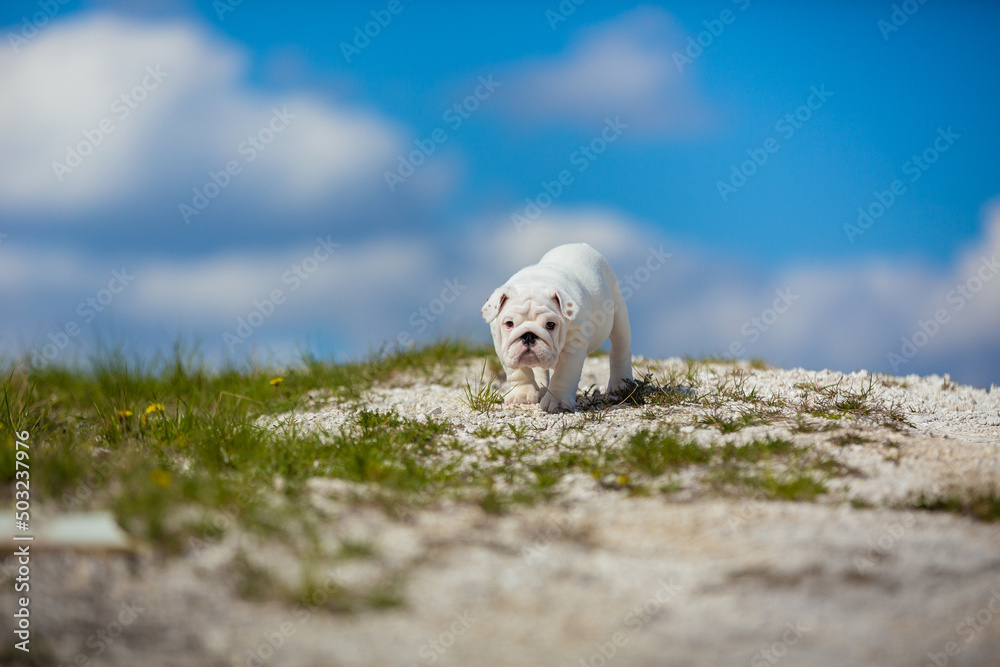 Gorgeous white english bulldog puppy Gorgeous white english bulldog puppy