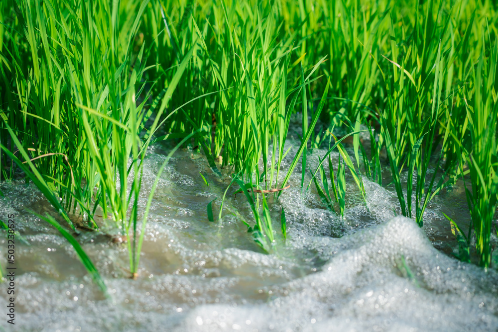 Watering nature of rice field on rice paddy Watering nature of rice field on rice paddy