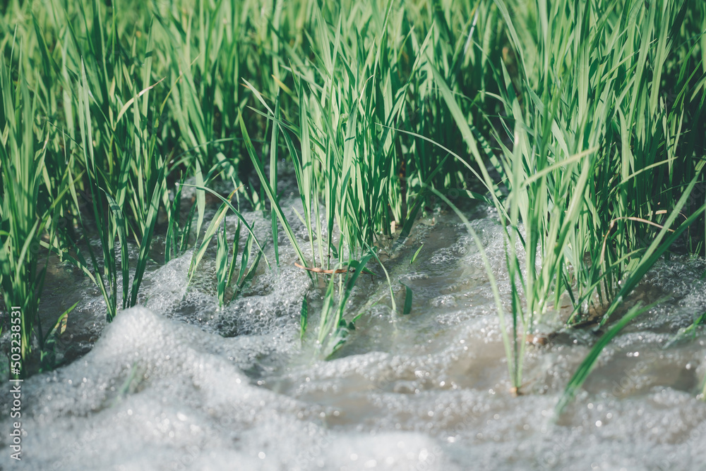 Watering nature of rice field on rice paddy Watering nature of rice field on rice paddy
