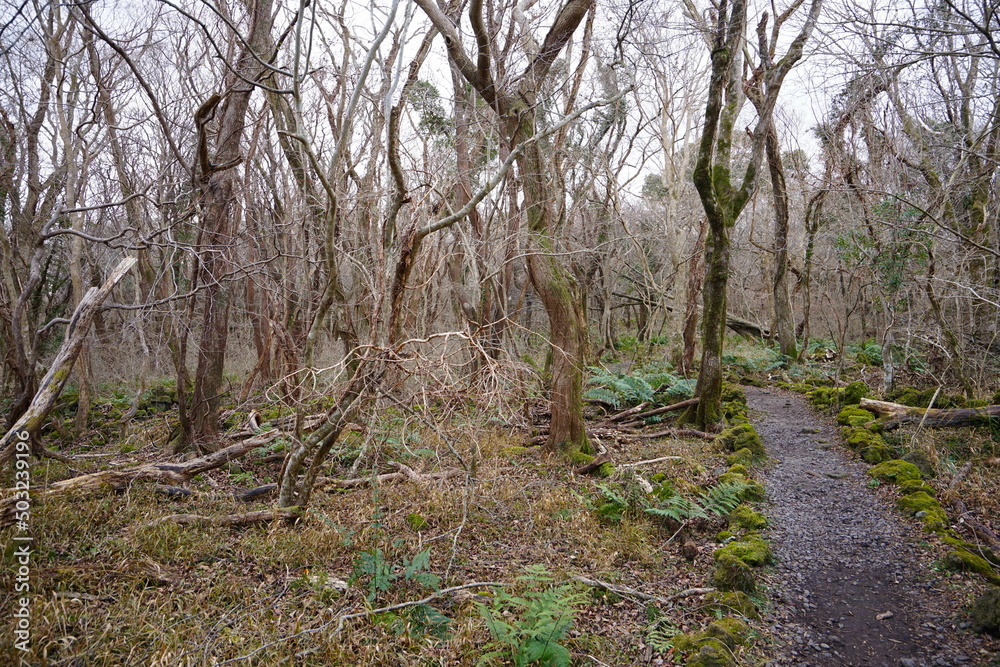 mossy rocks and old trees in autumn forest
mossy rocks and old trees in autumn forest