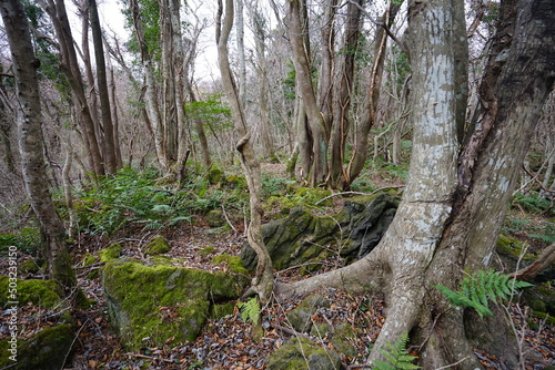 mossy rocks and old trees in autumn forest 