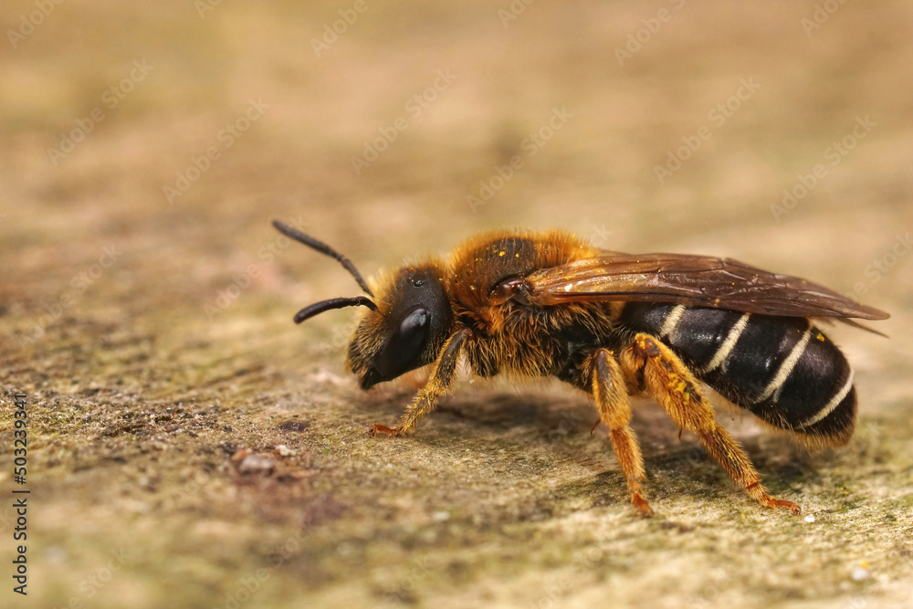 Closeup on a female Orange legged furrow bee, Halictus rubicundus sitting on a piece of wood Closeup on a female Orange legged furrow bee, Halictus rubicundus sitting on a piece of wood