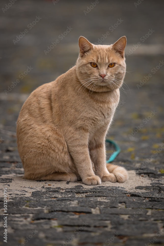 Portrait of a cat. Amber eyes. Purebred domestic cat. Pet on a walk. Cream wool. Gentle animal. The cat looks at the camera. Red cat.