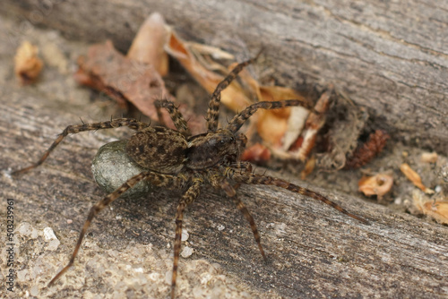 Closeup on a female wolfspider, Pradosa amentata, carrying a cocoon of eggs