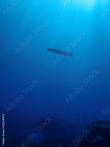 Great barracuda in blue waters of Reunion island © aylerein