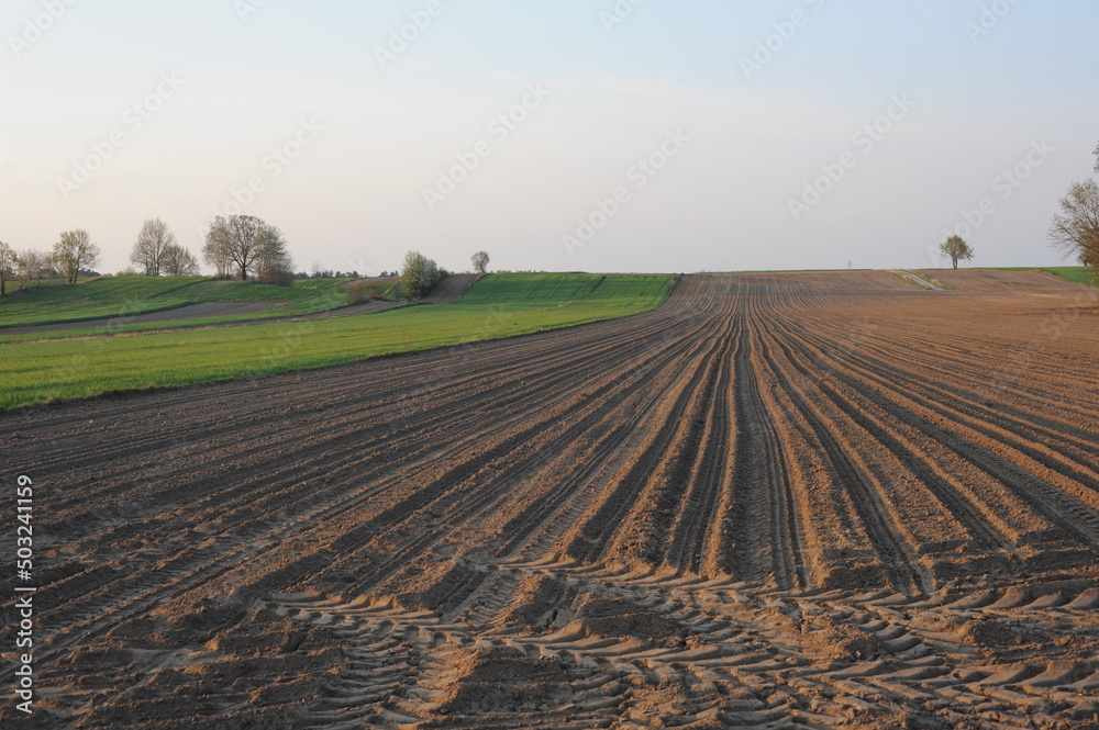 Rural countryside farming landscape with green meadow, field and trees and tire tracks in the evening in Mazovia district of Poland, Europe