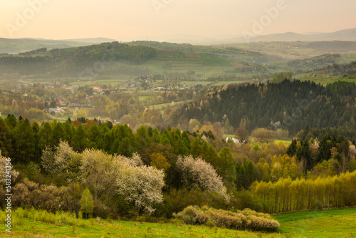 Fototapeta Naklejka Na Ścianę i Meble -  Mist over Rolling Hills at Spring Sunrise in Polish Countryside