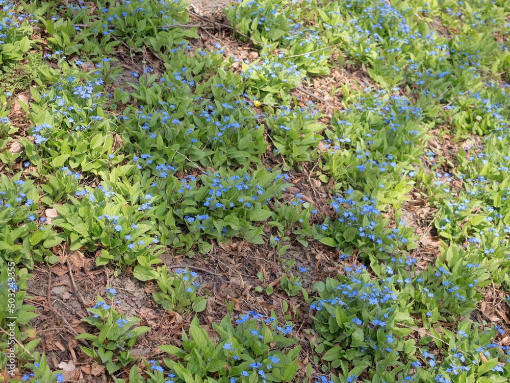 forget-me-not in the spring forget-me-not in the spring