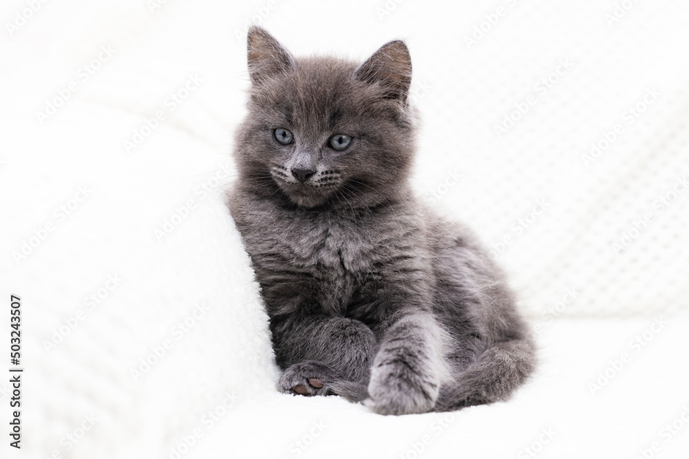 Portrait of a serious gray kitten lying on a white blanket and looking at the camera. Pets. Purebred cat