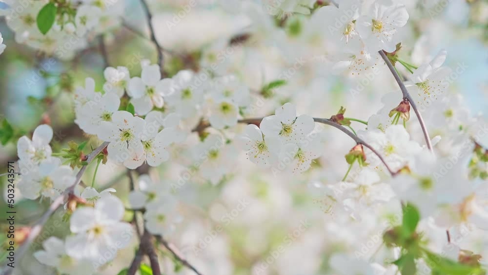 Cherry blossom in full bloom swaying in the wind. Cherry blossom in full bloom swaying in the wind.
