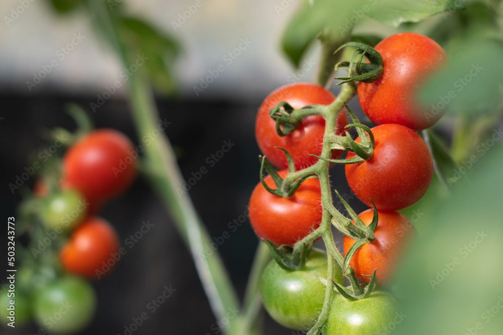 Fresh red tomatoes fruits on tomato plant.