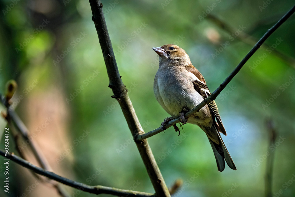 Buchfink ( Fringilla coelebs ). Buchfink ( Fringilla coelebs ).