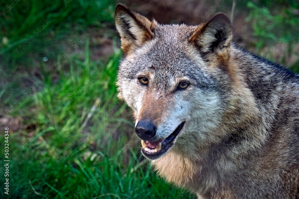 Europäischer Wolf ( Canis lupus ).